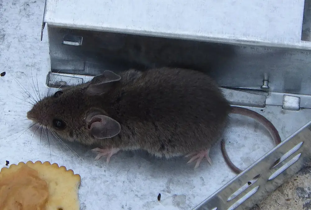A gray-brown house mouse inside a metal live trap, with a cracker used as bait