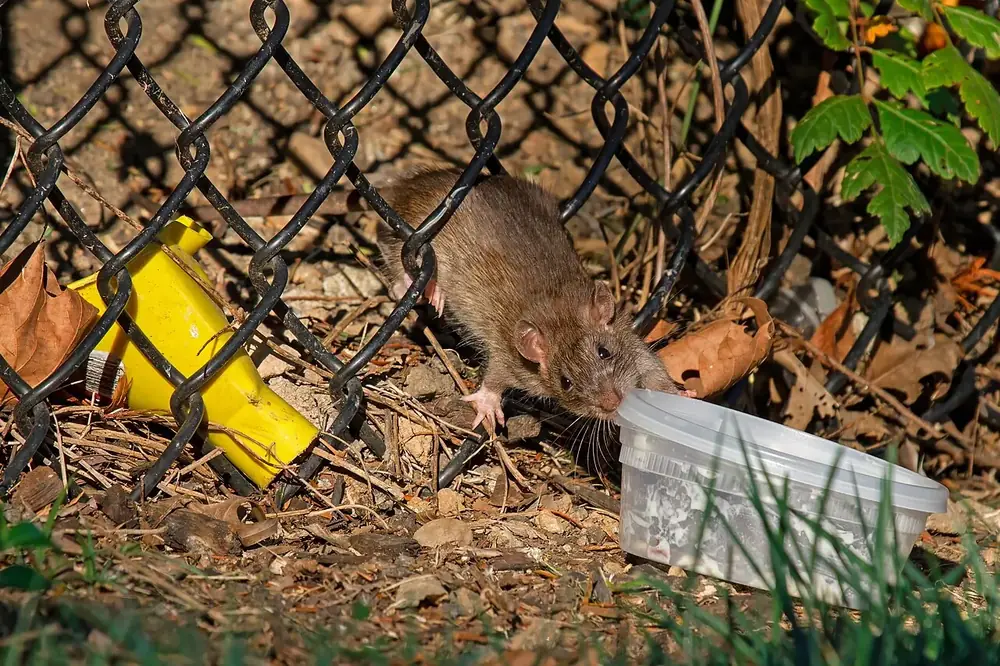 A brown Norway rat eating from a plastic food container beside a chain link fence