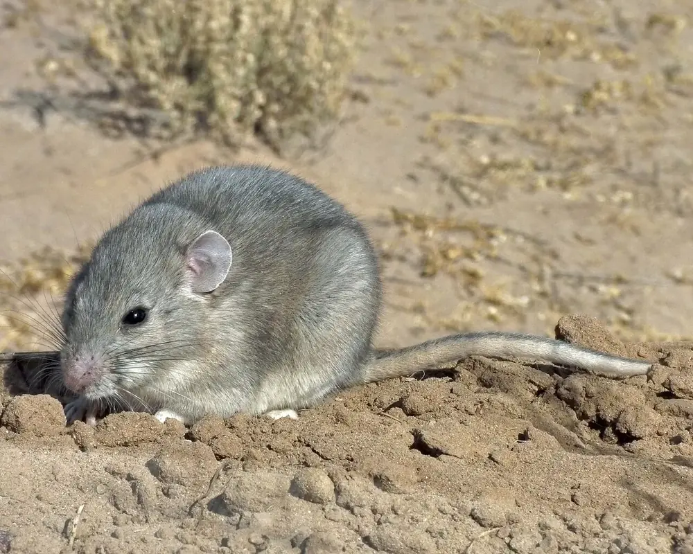 A southern plains woodrat, a gray-brown pack rat with a furry tail and large dark eyes